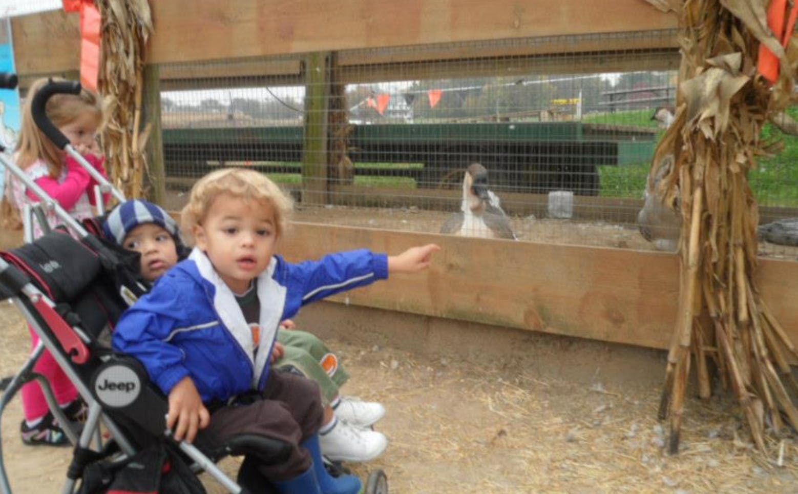 Child in a stroller pointing at an animal in an enclosure