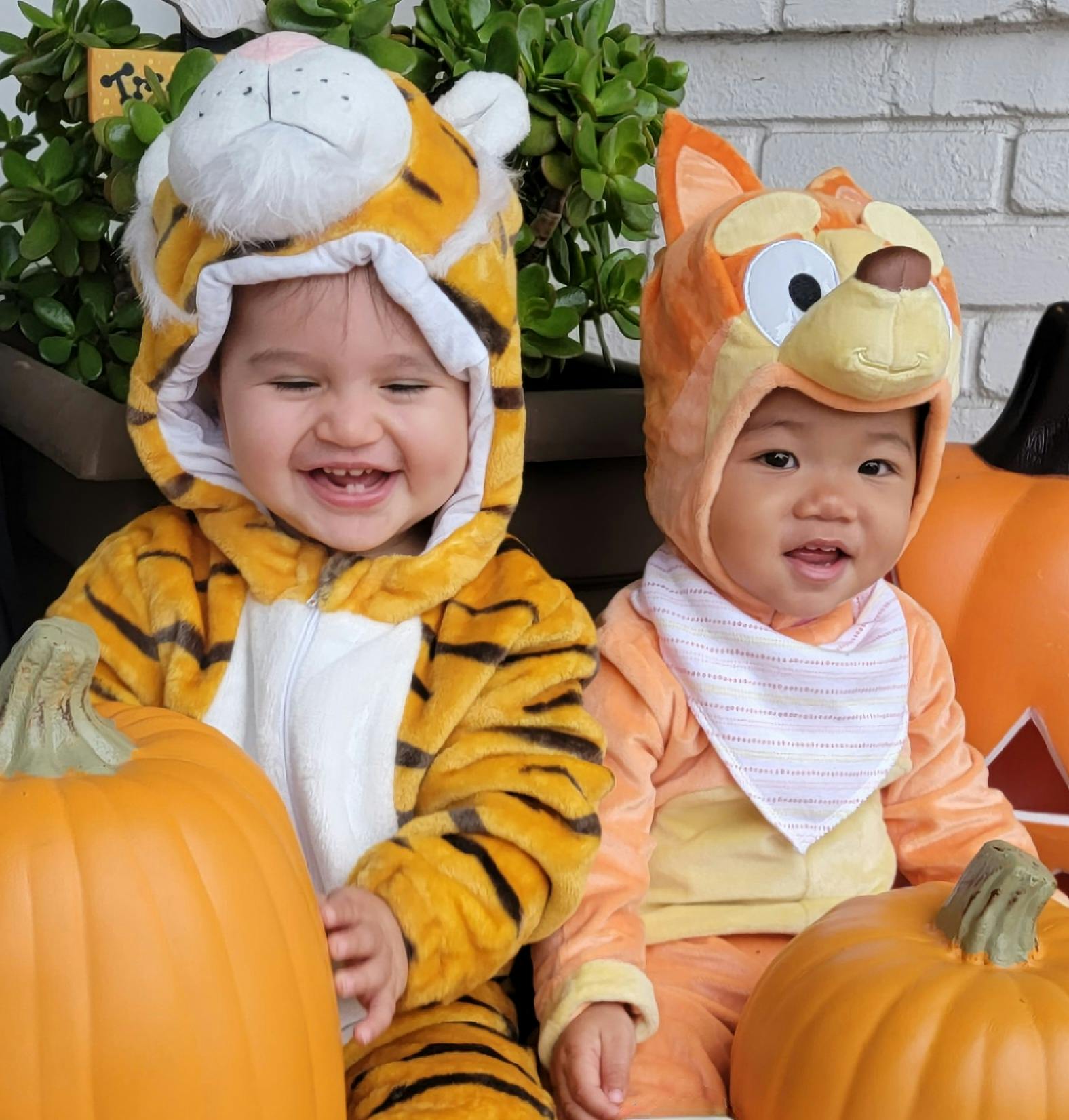 Two children in animal costumes with pumpkins