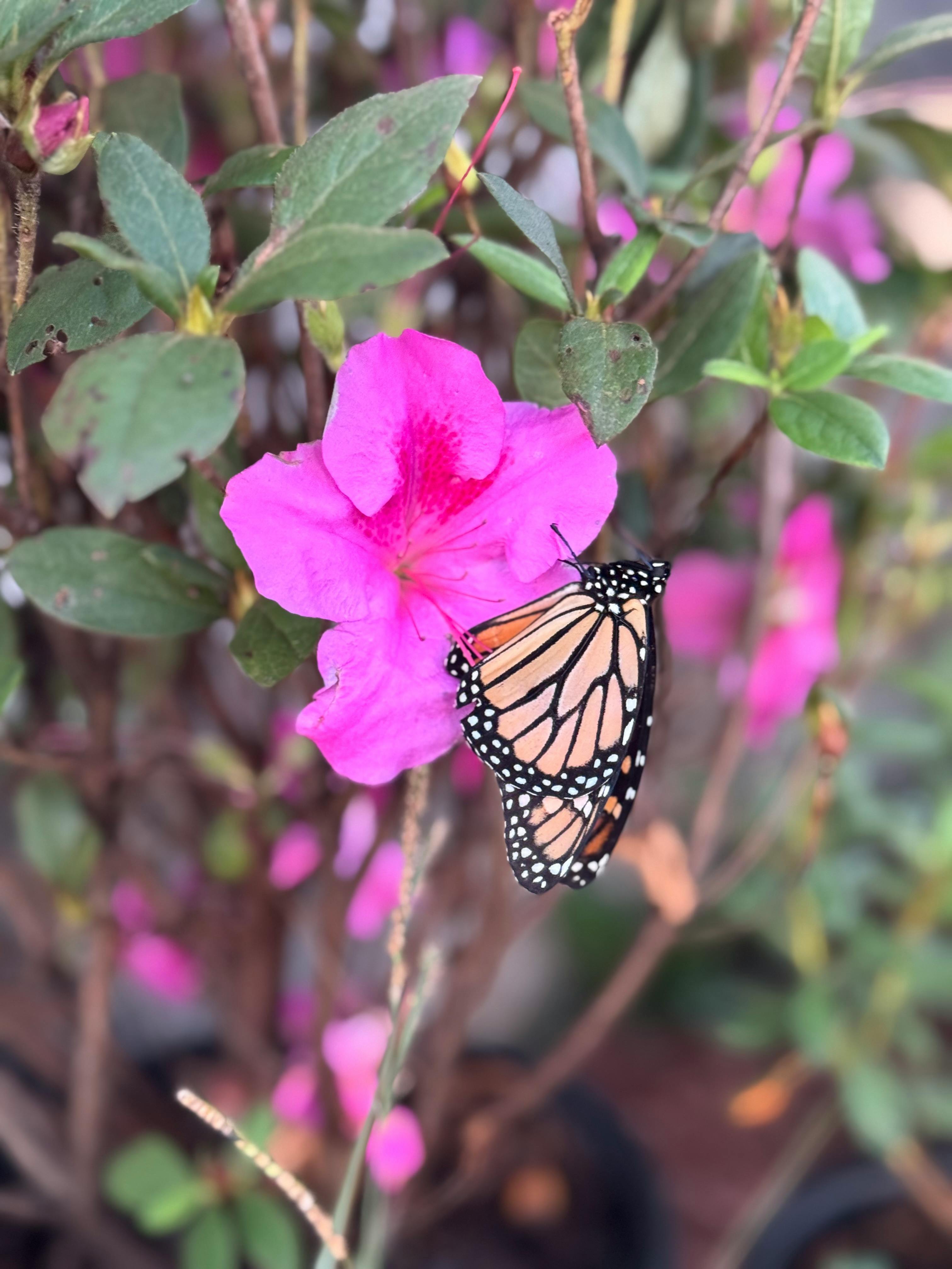 Monarch butterfly on a pink flower