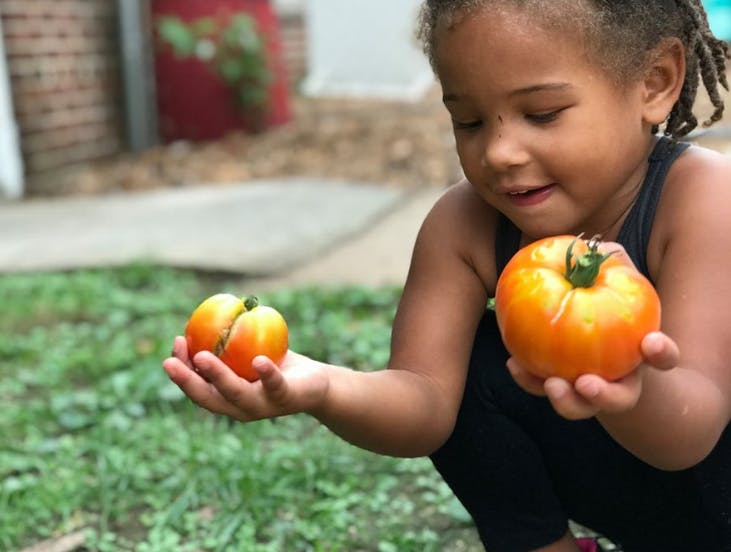 Child holding two tomatoes