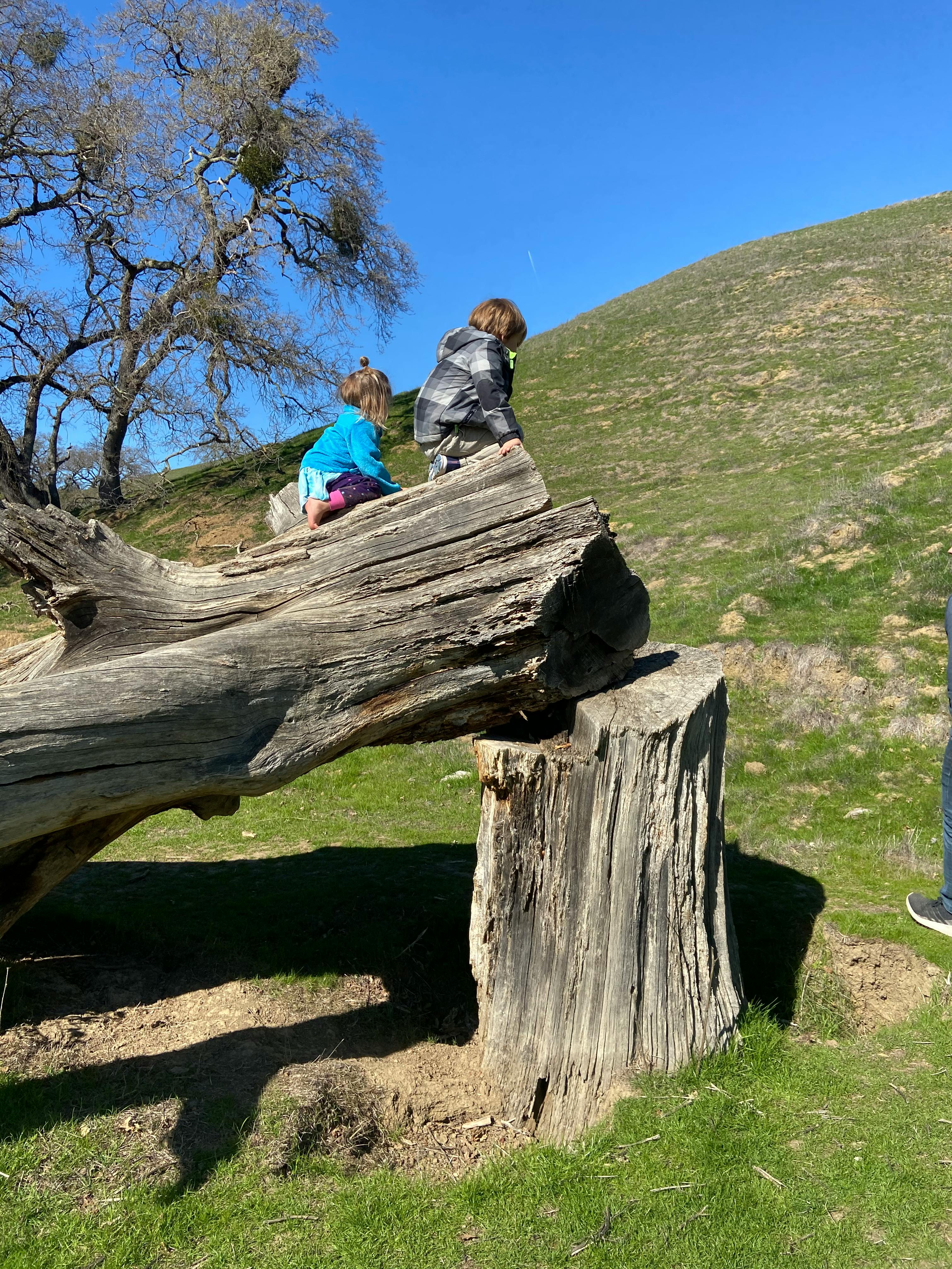 Two children sitting on a large fallen tree trunk
