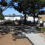 Trees and buildings in a residential area