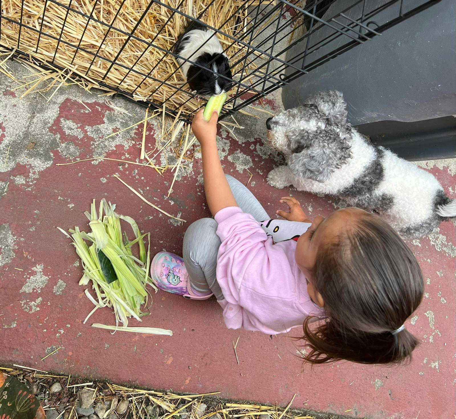 Child feeding a guinea pig in a cage while a dog watches