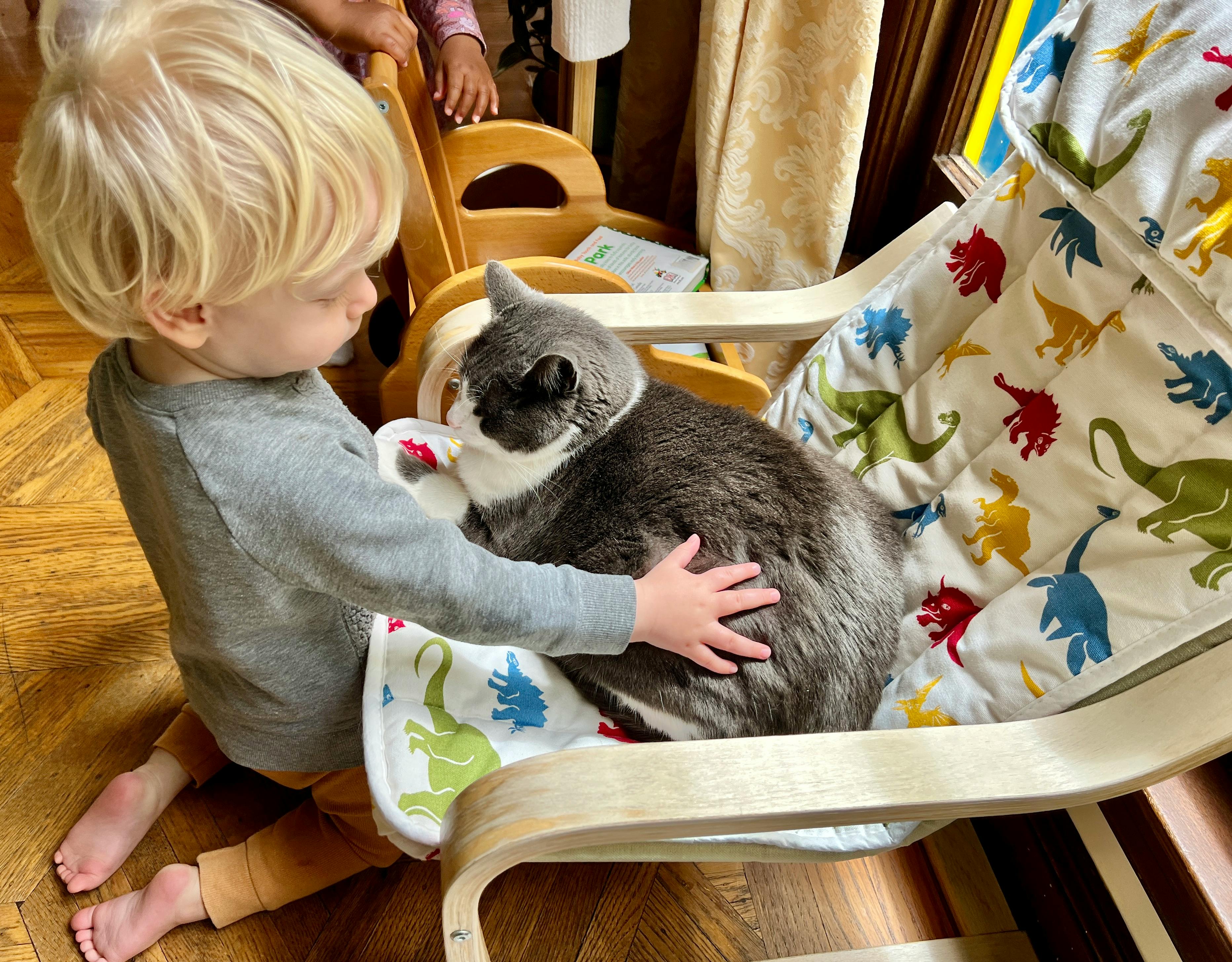 Child petting a cat sitting in a chair