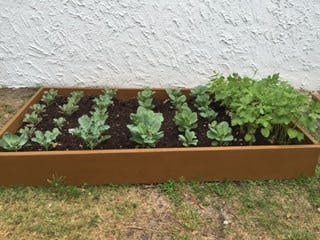 Raised garden bed with various green plants