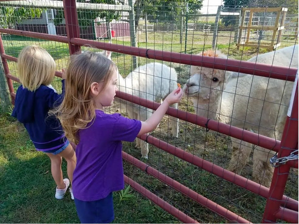 Child feeding an alpaca through a fence