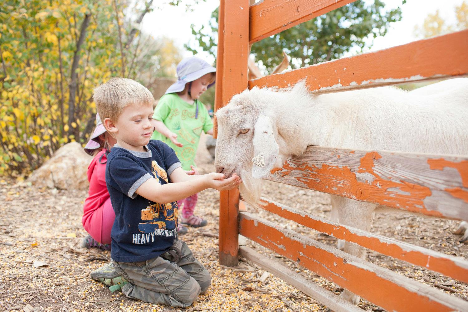 Child feeding a goat through a fence