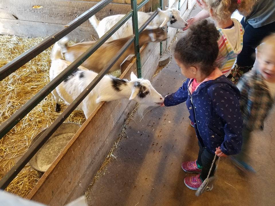 Child feeding a goat in a pen