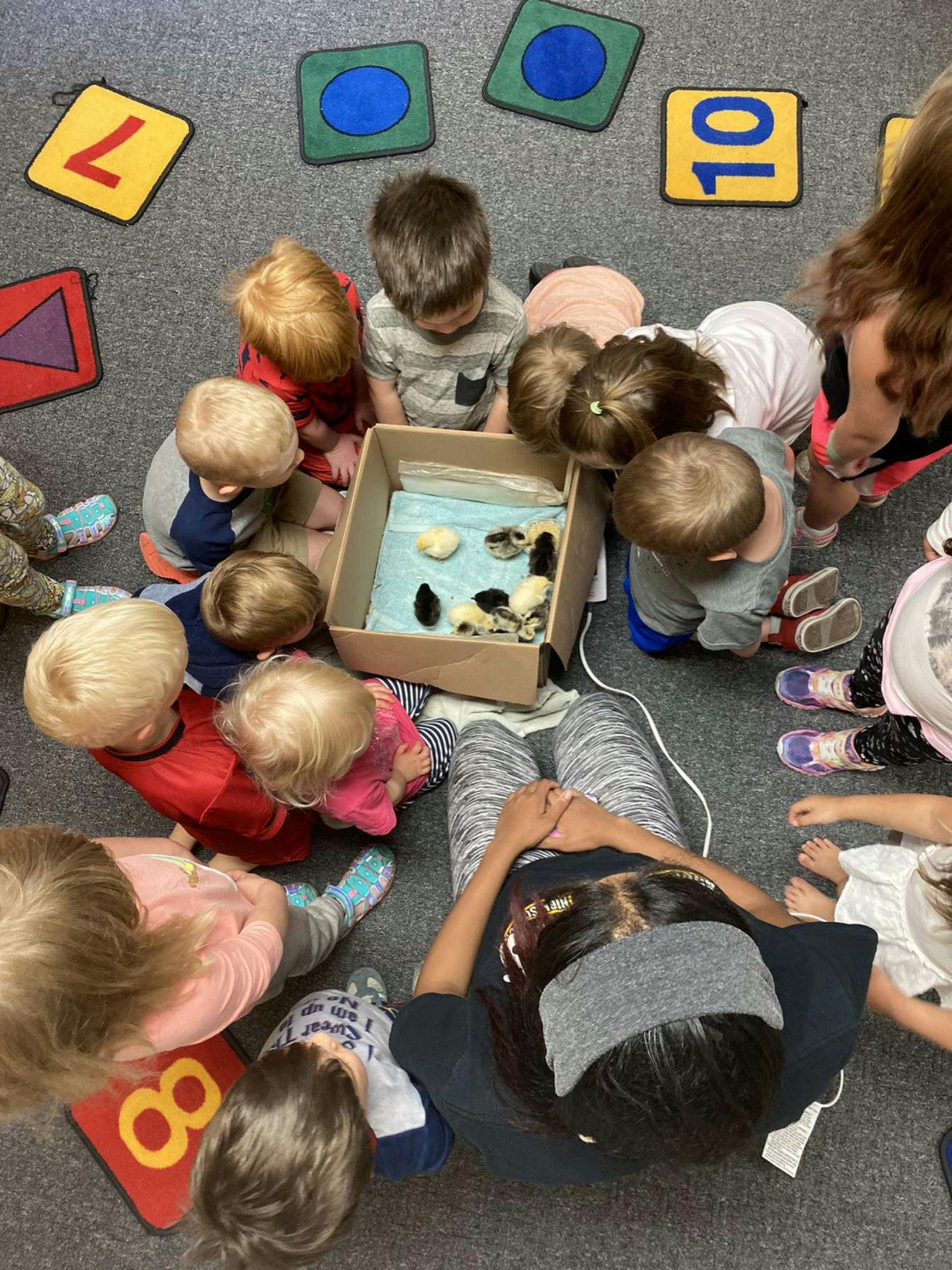 Children gathered around a box with chicks inside