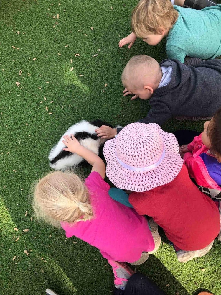 Children on grass petting a skunk
