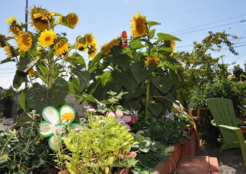 Sunflowers and other plants in a garden