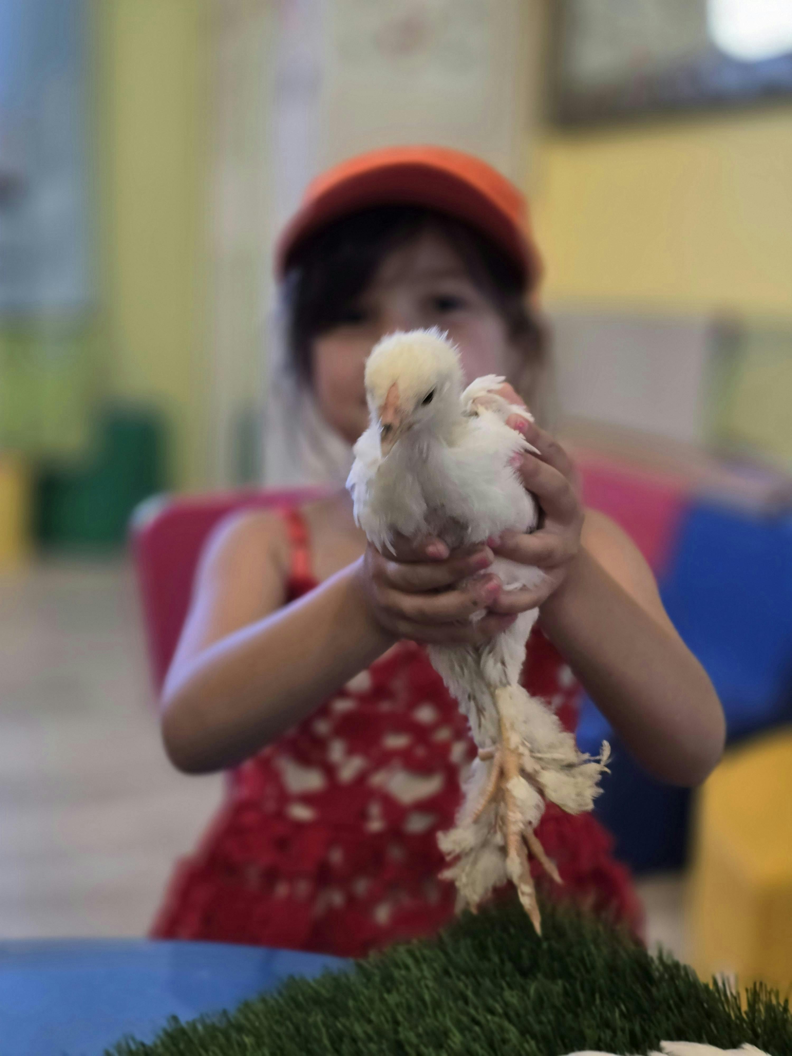 Child in an orange hat holding a chick