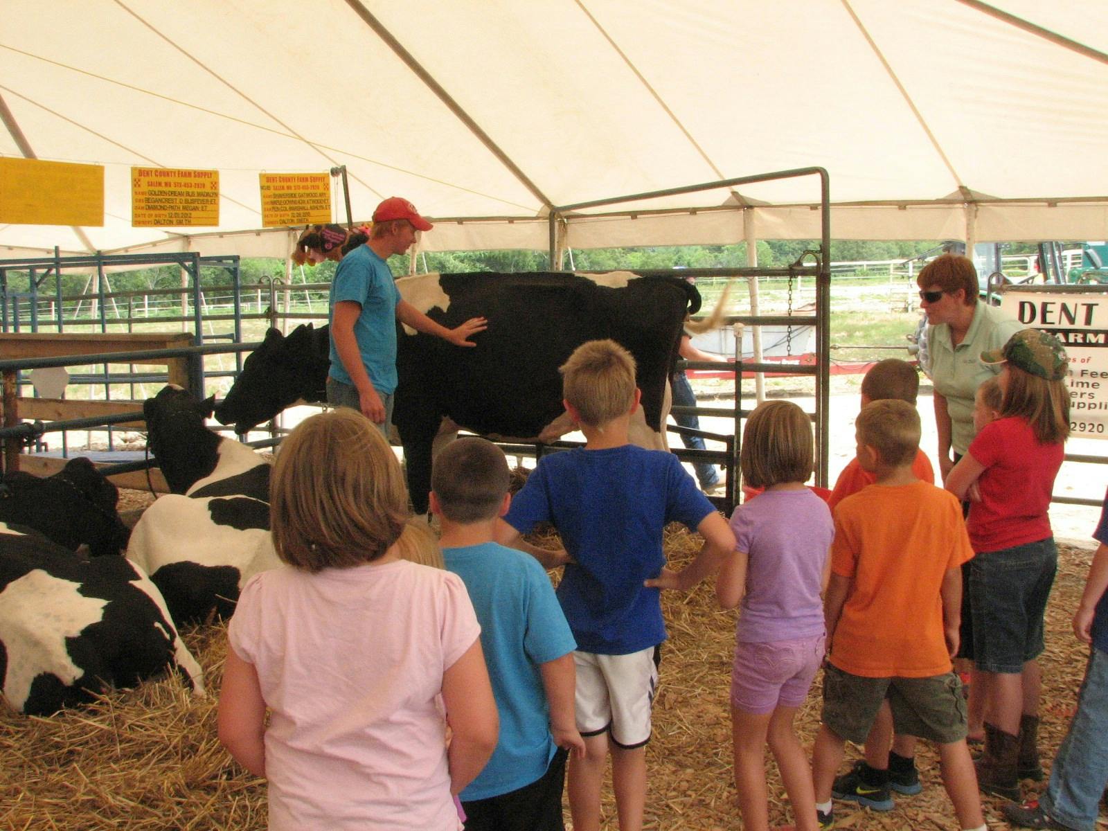 People and children looking at cows in a pen under a tent