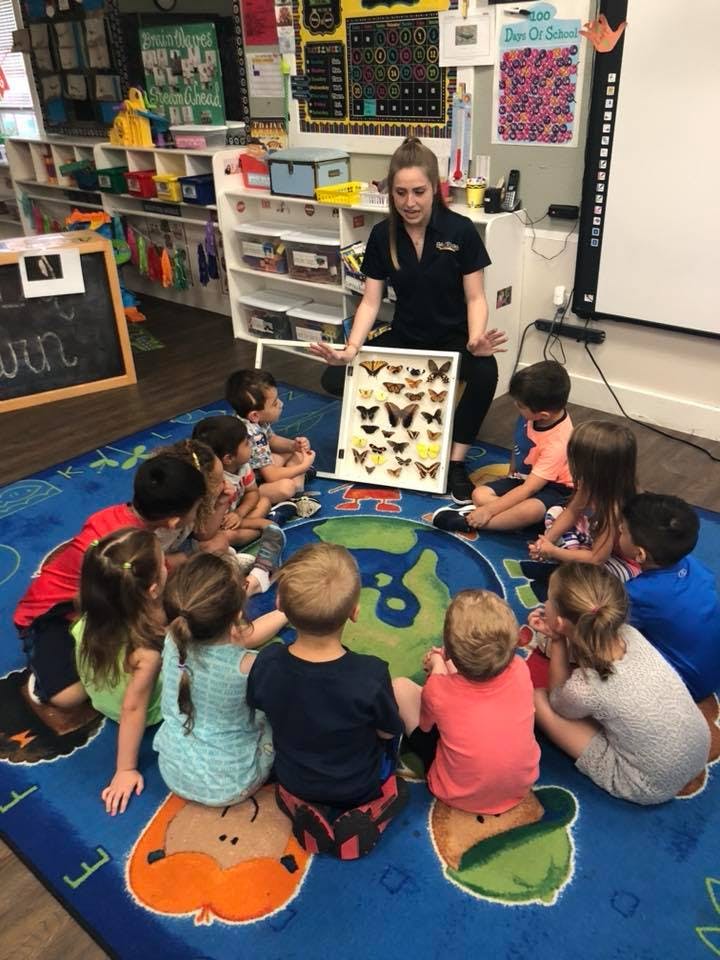 Person showing children a display of butterflies in a classroom