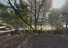 Trees with sunlight filtering through branches