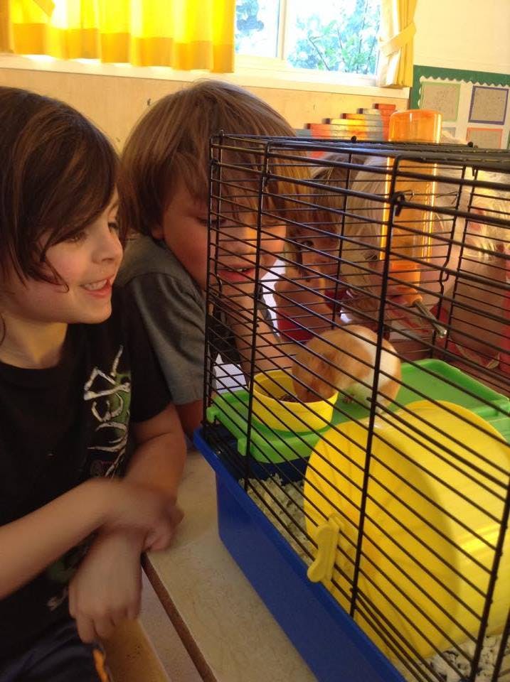 Two children looking at a hamster in a cage