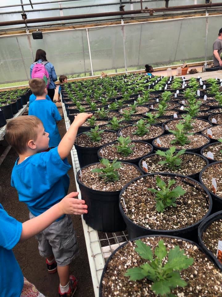 Child in blue shirt reaching for a potted plant in a greenhouse