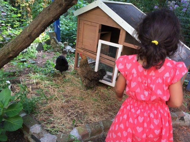 Child in a pink dress looking at chickens near a coop