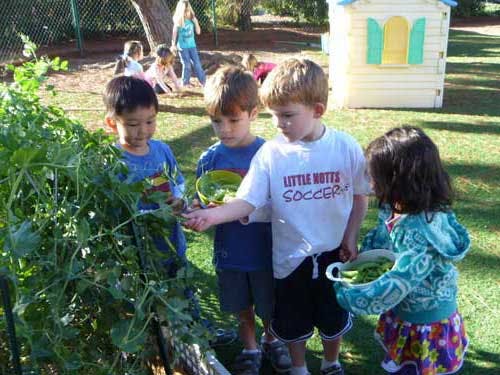 Four children harvesting from a garden