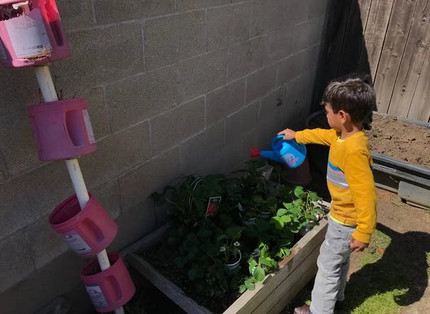 Child watering plants in a raised garden bed