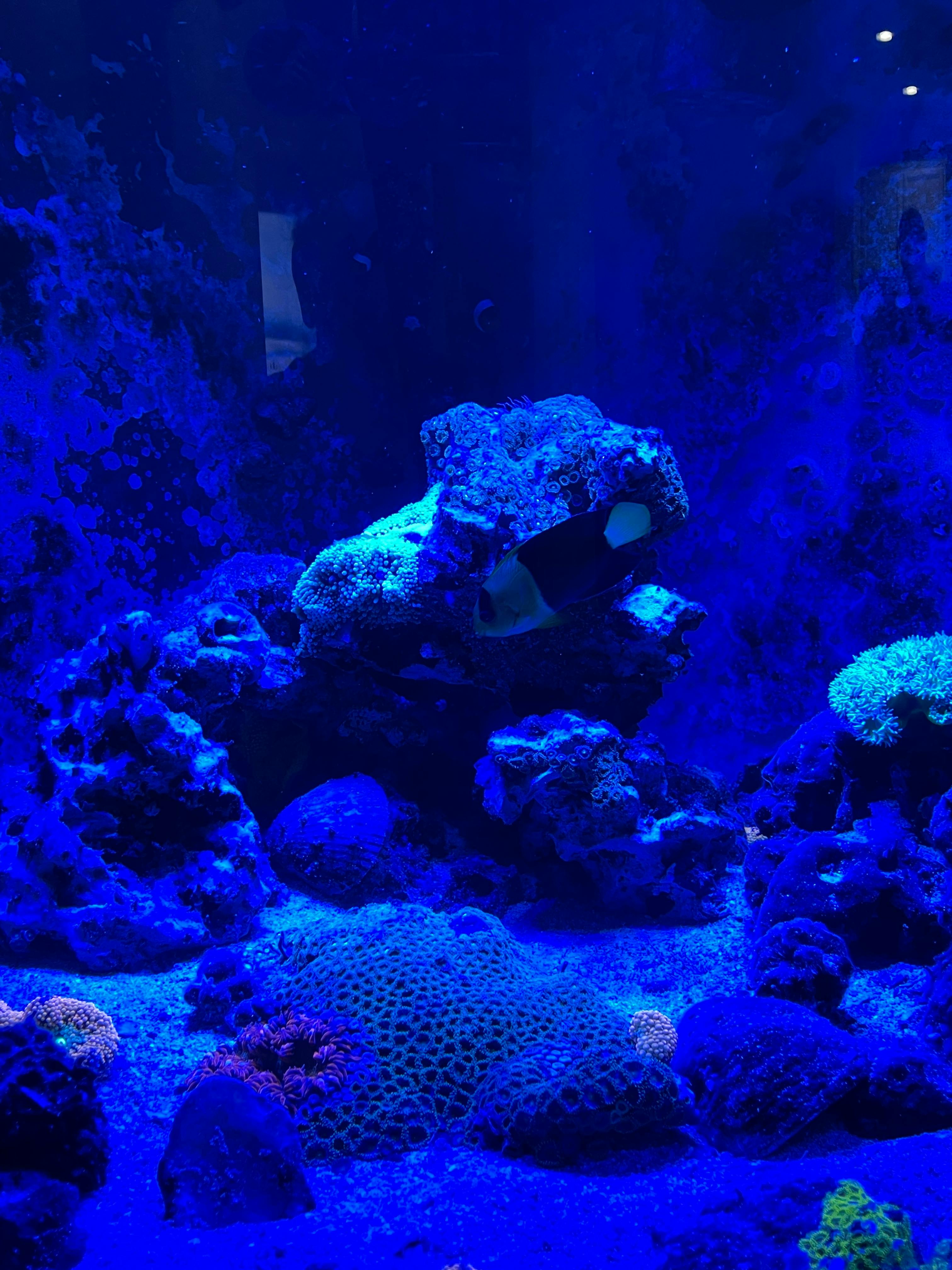 A fish swimming near coral in an aquarium