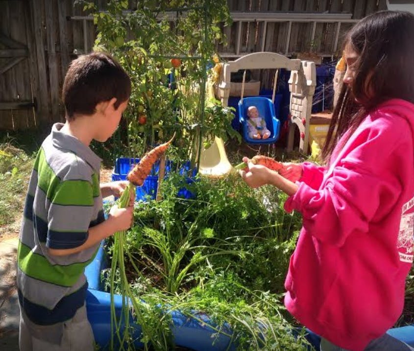 Two children harvesting carrots in a garden