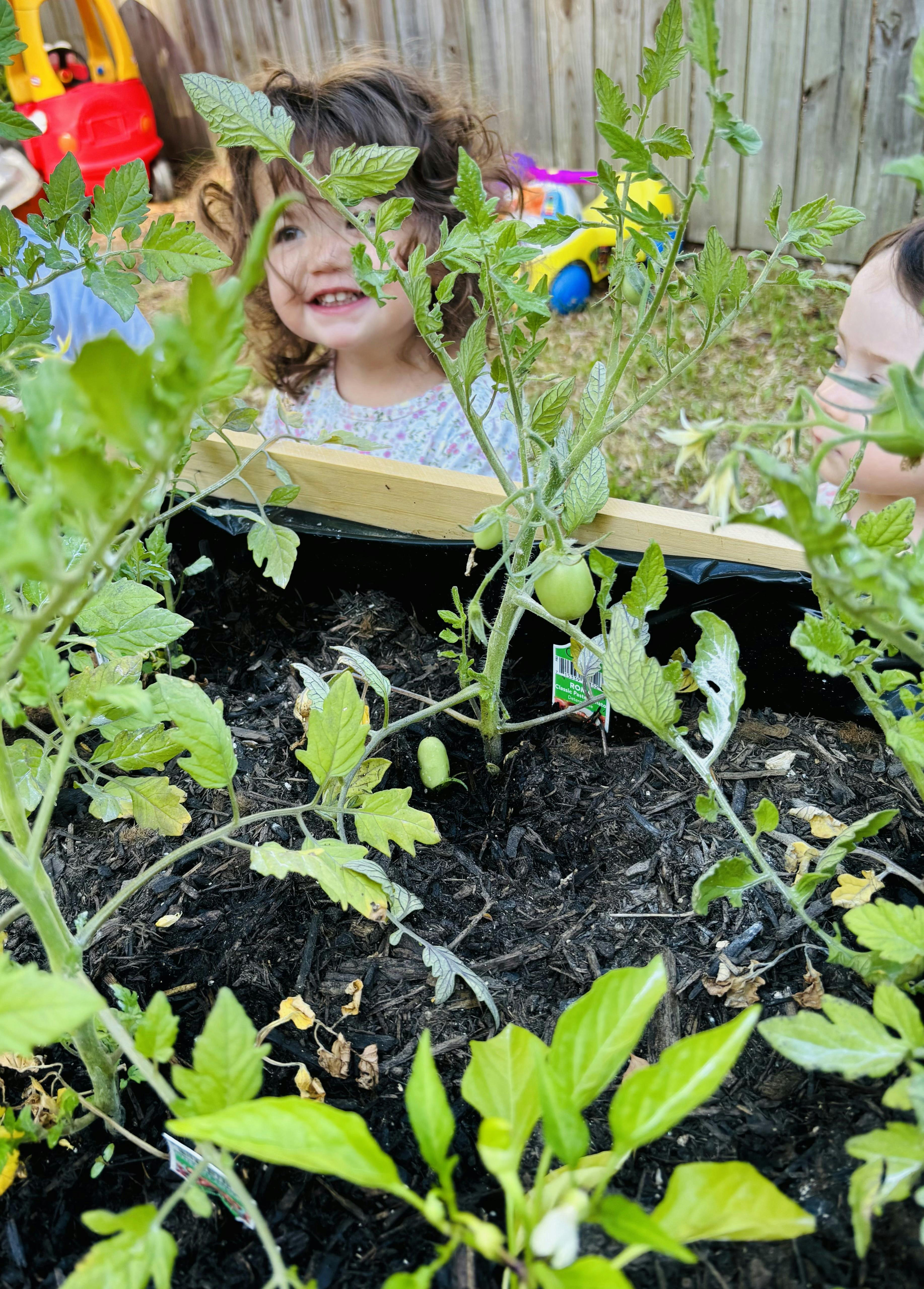 Two children looking over a wooden planter box with tomato plants