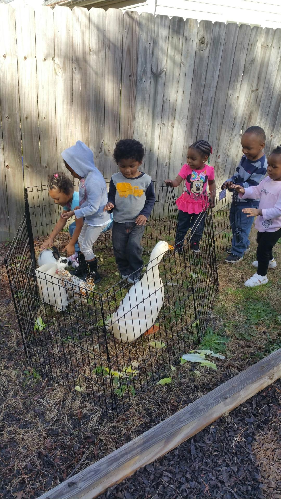 Children looking at a duck and a rabbit in a pen