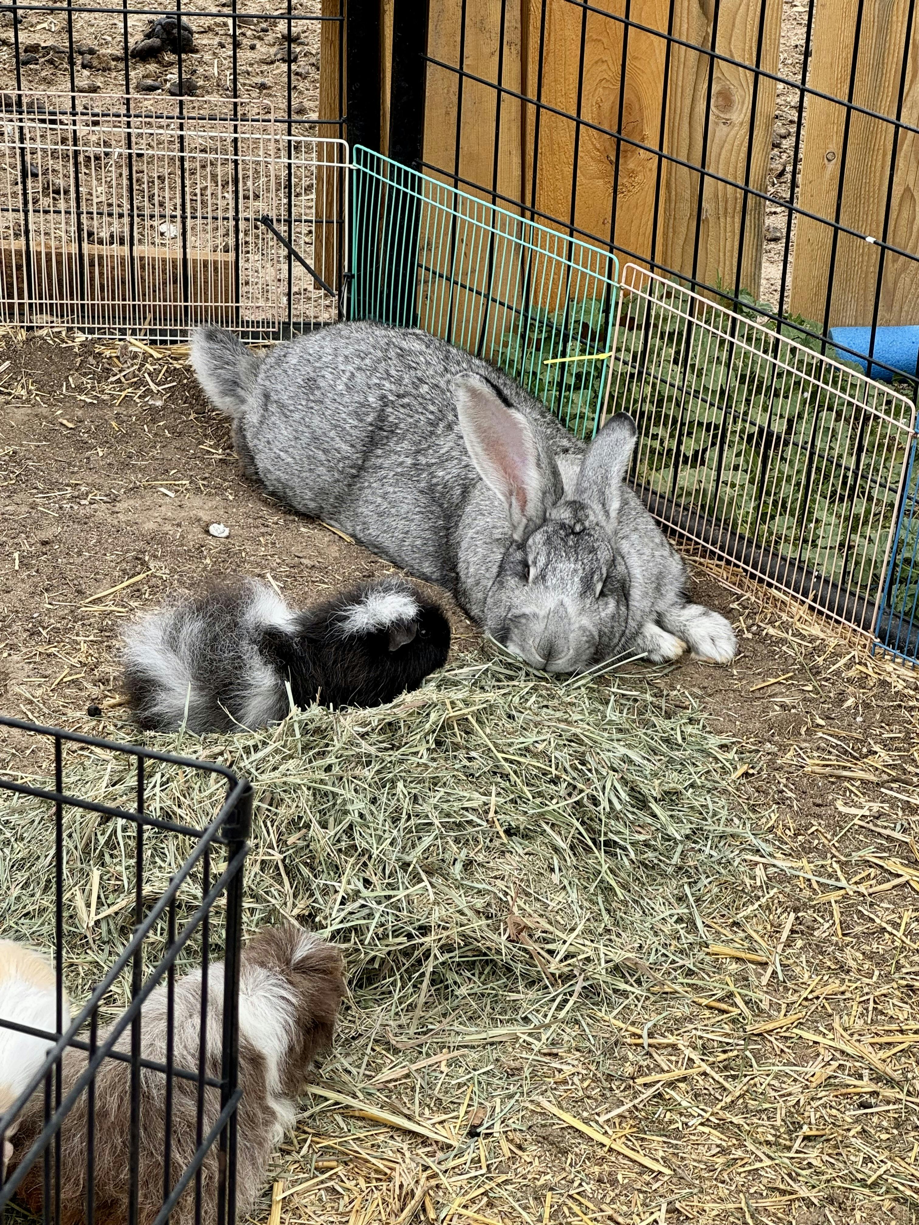 Rabbit and guinea pigs resting on hay