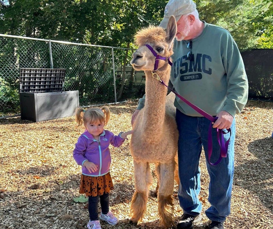 Person holding an alpaca on a leash with a child standing nearby