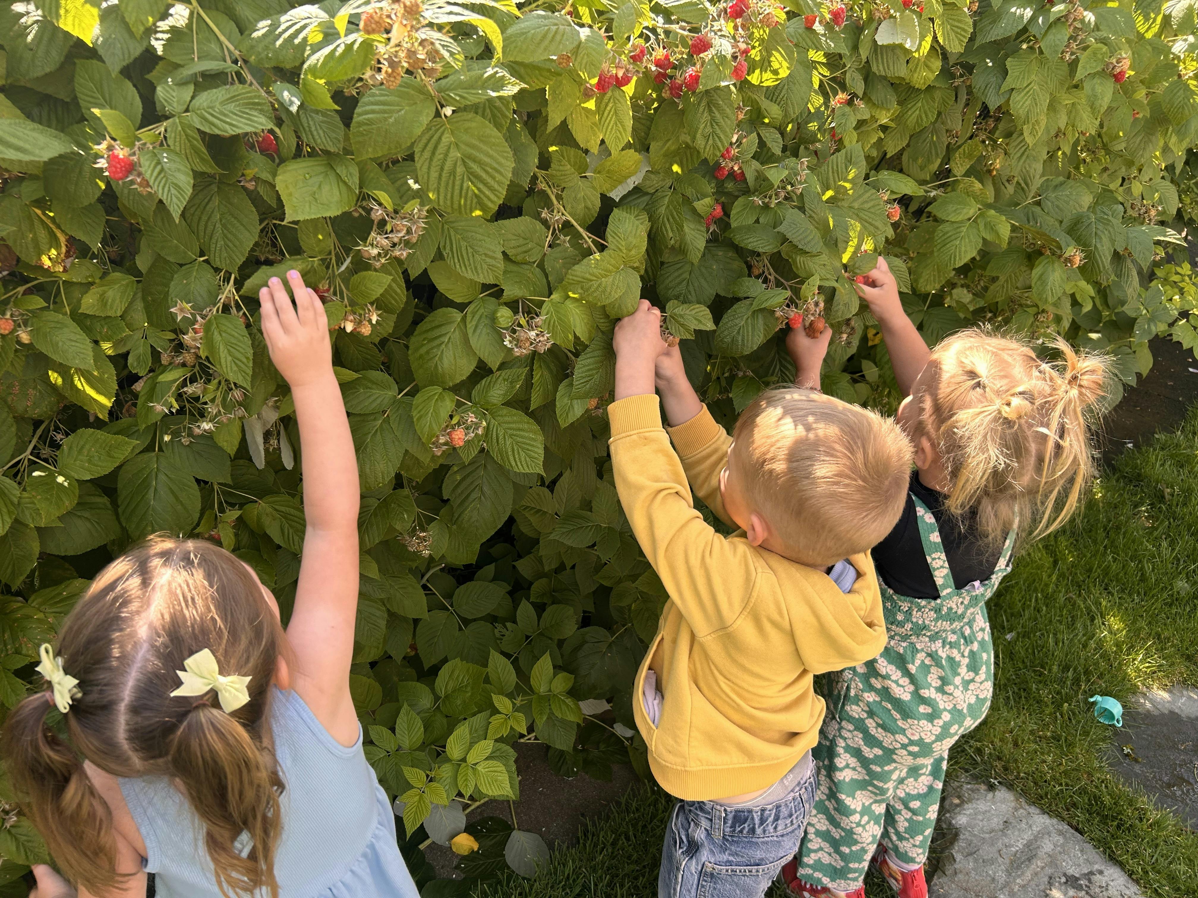 Three children picking raspberries from a bush