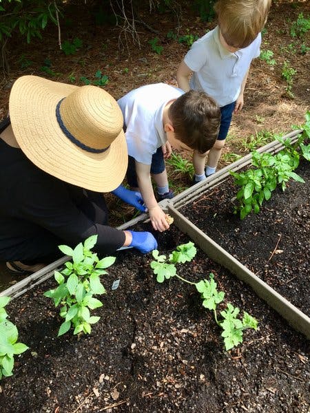 Person and two children planting in a garden bed