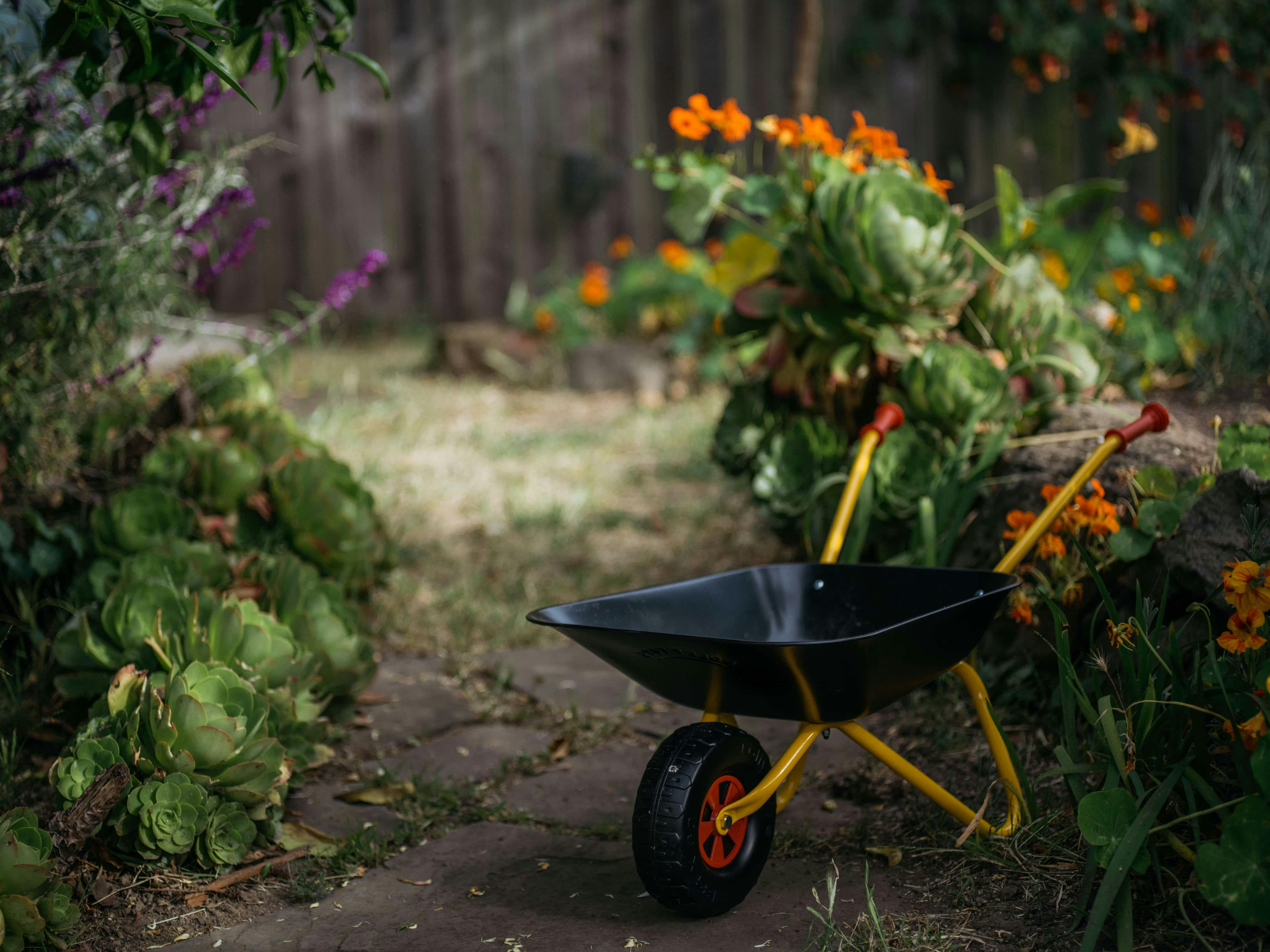 Black wheelbarrow with yellow handles in a garden
