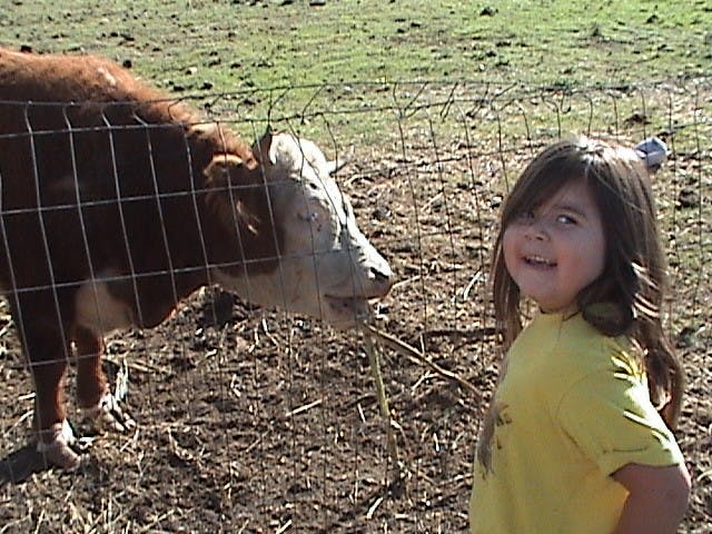Child standing next to a cow behind a fence