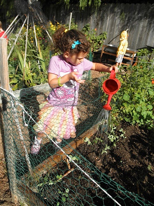 Child watering plants in a garden with a red watering can