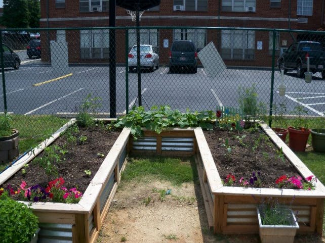 Raised garden beds with plants and flowers next to a chain link fence and parking lot