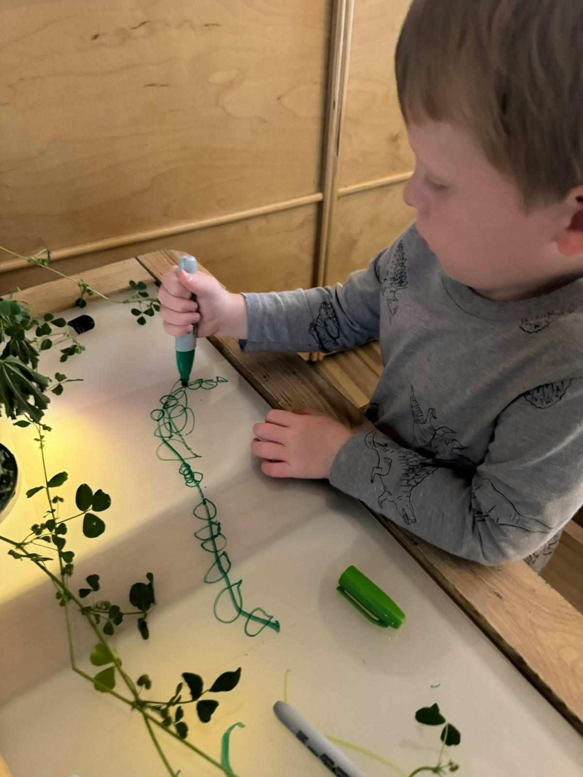 Child drawing with a green marker on a light table with plants