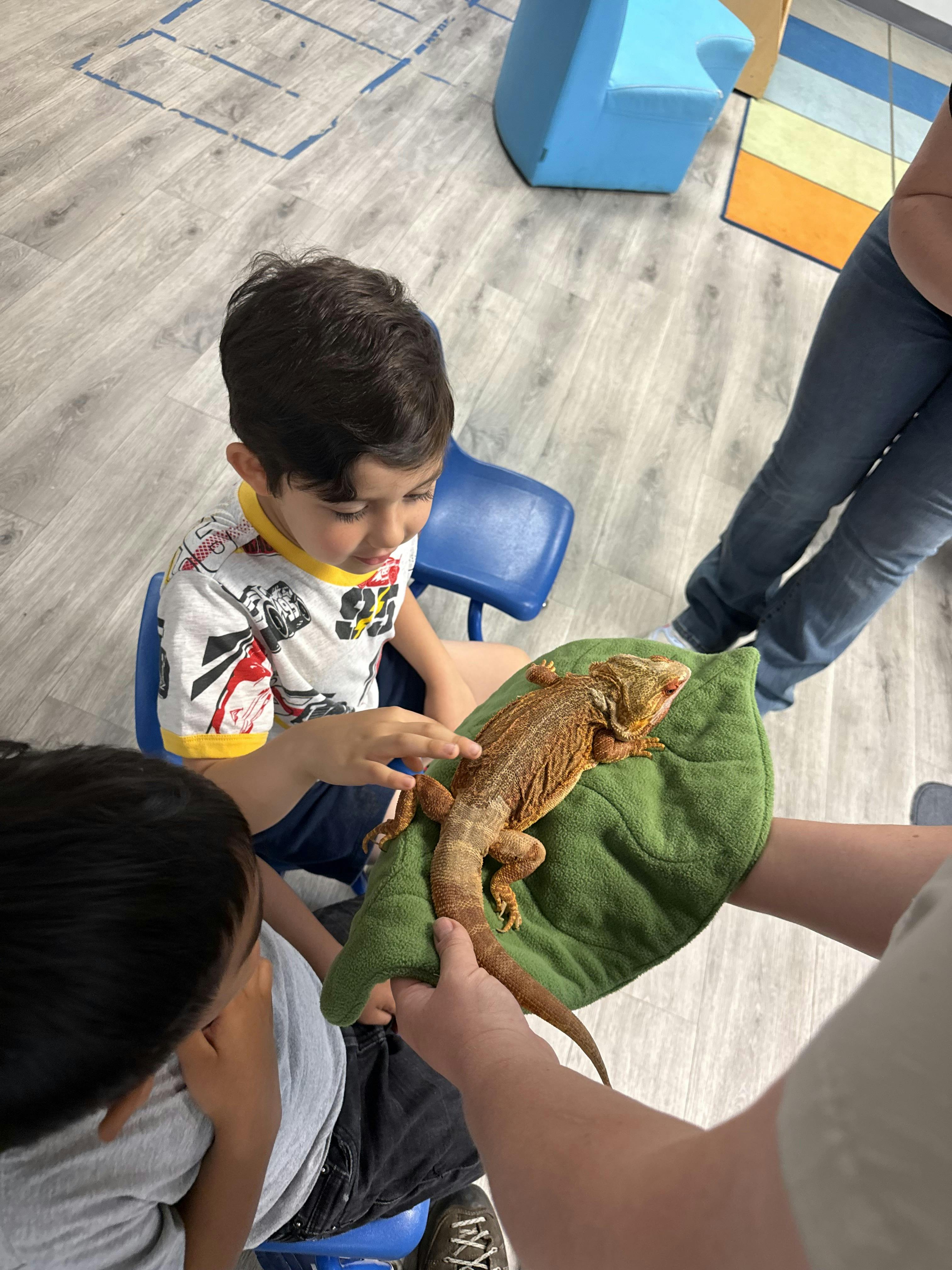 Child touching a bearded dragon held by a person