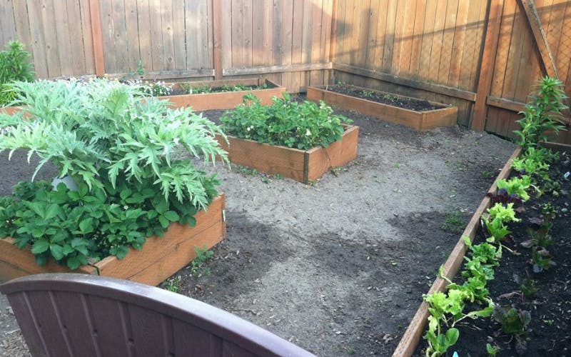 Raised garden beds with artichoke, strawberries, and lettuce growing