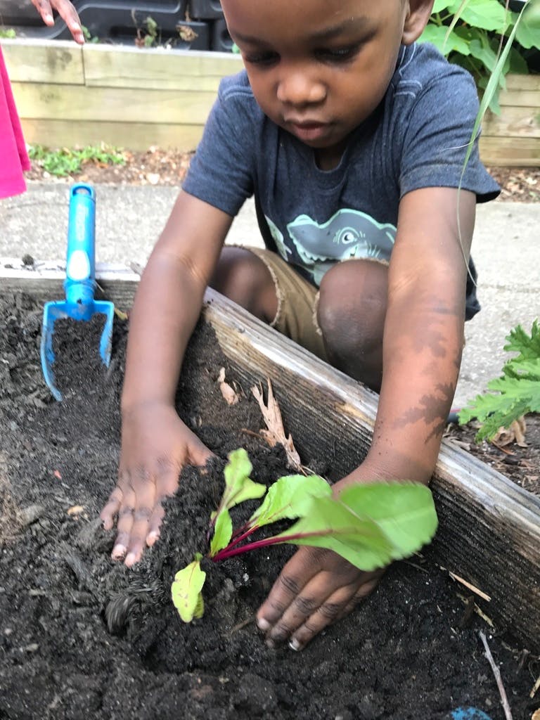 Child planting a small plant in a garden bed