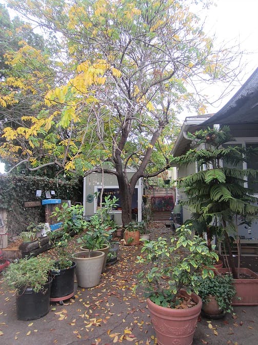 Potted plants on a patio with a large tree and a building in the background