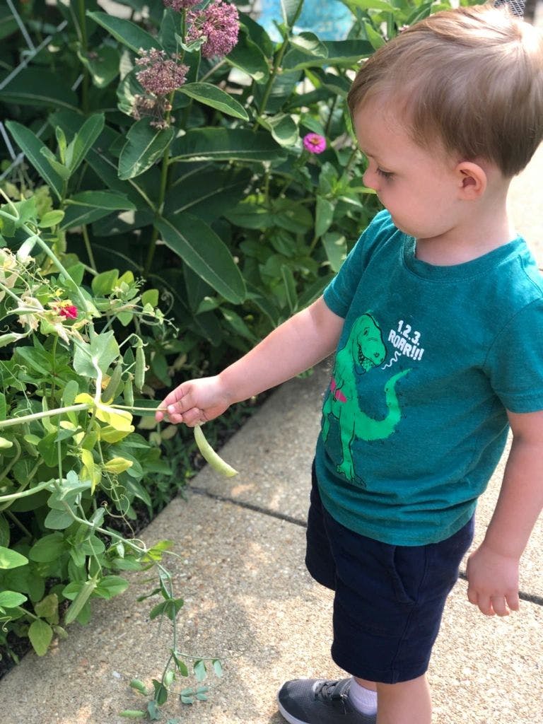 Child holding a pea pod on a vine