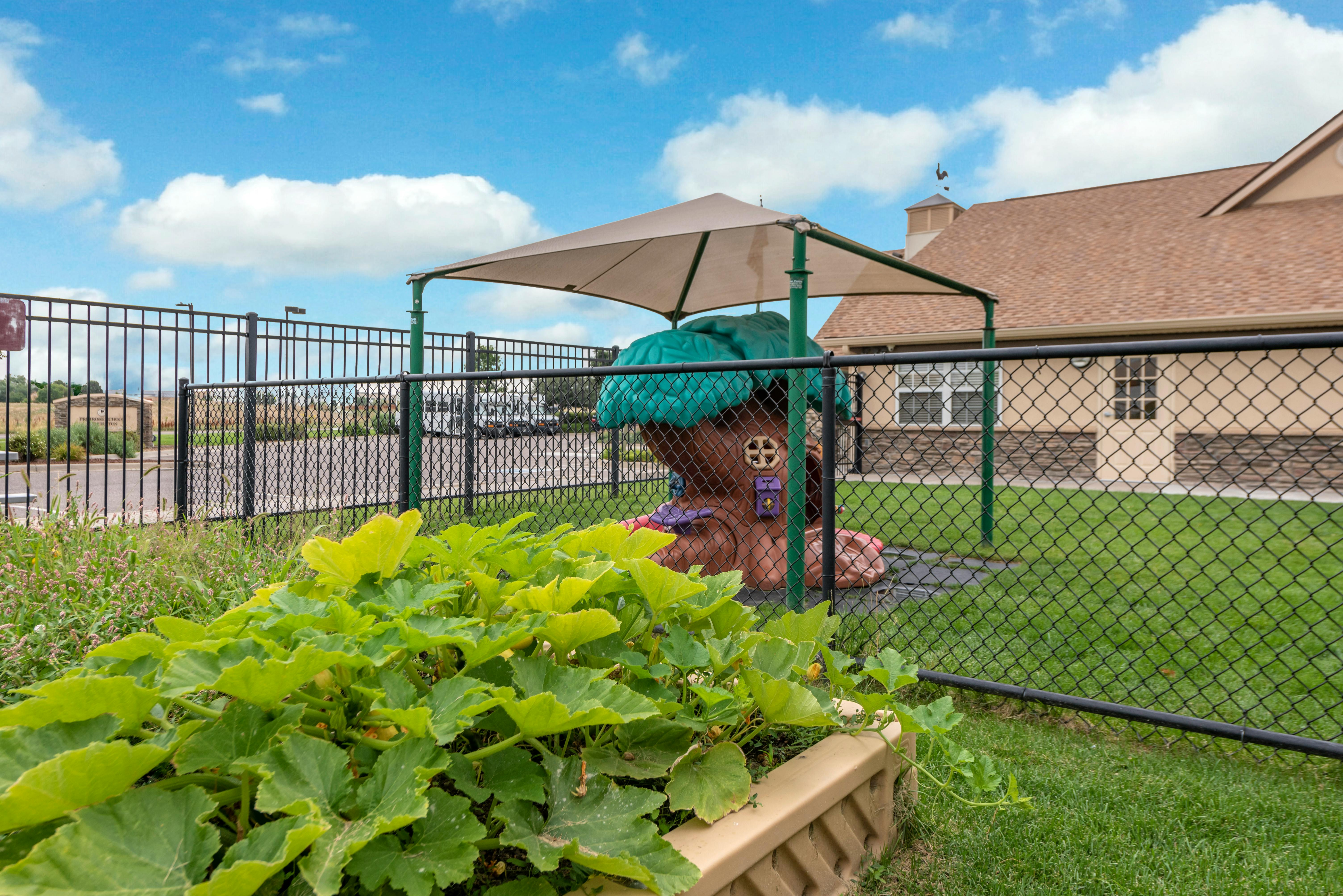 Raised garden bed with green leafy plants in front of a chain-link fence