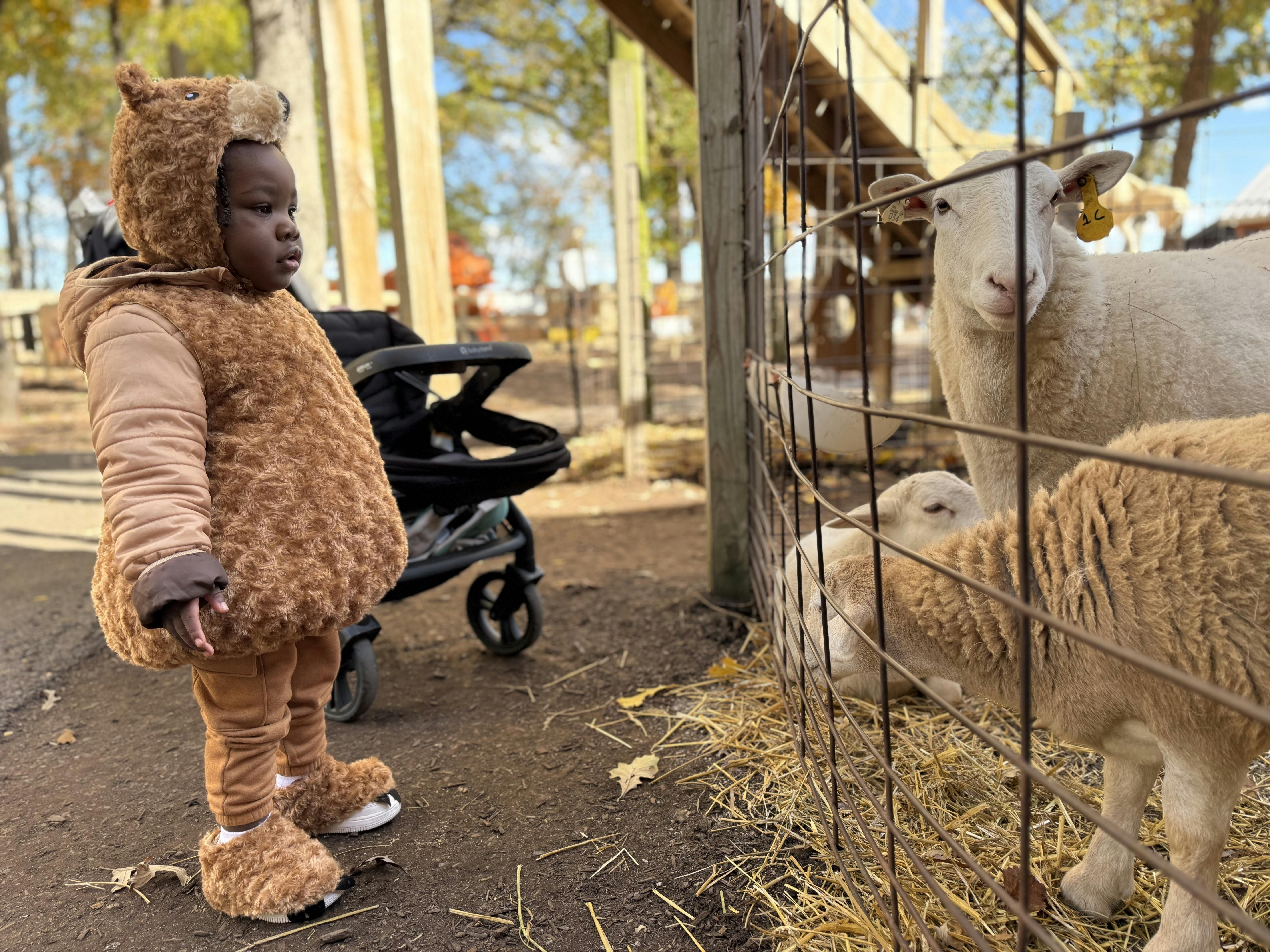 Child in a bear costume looking at sheep in a fenced enclosure