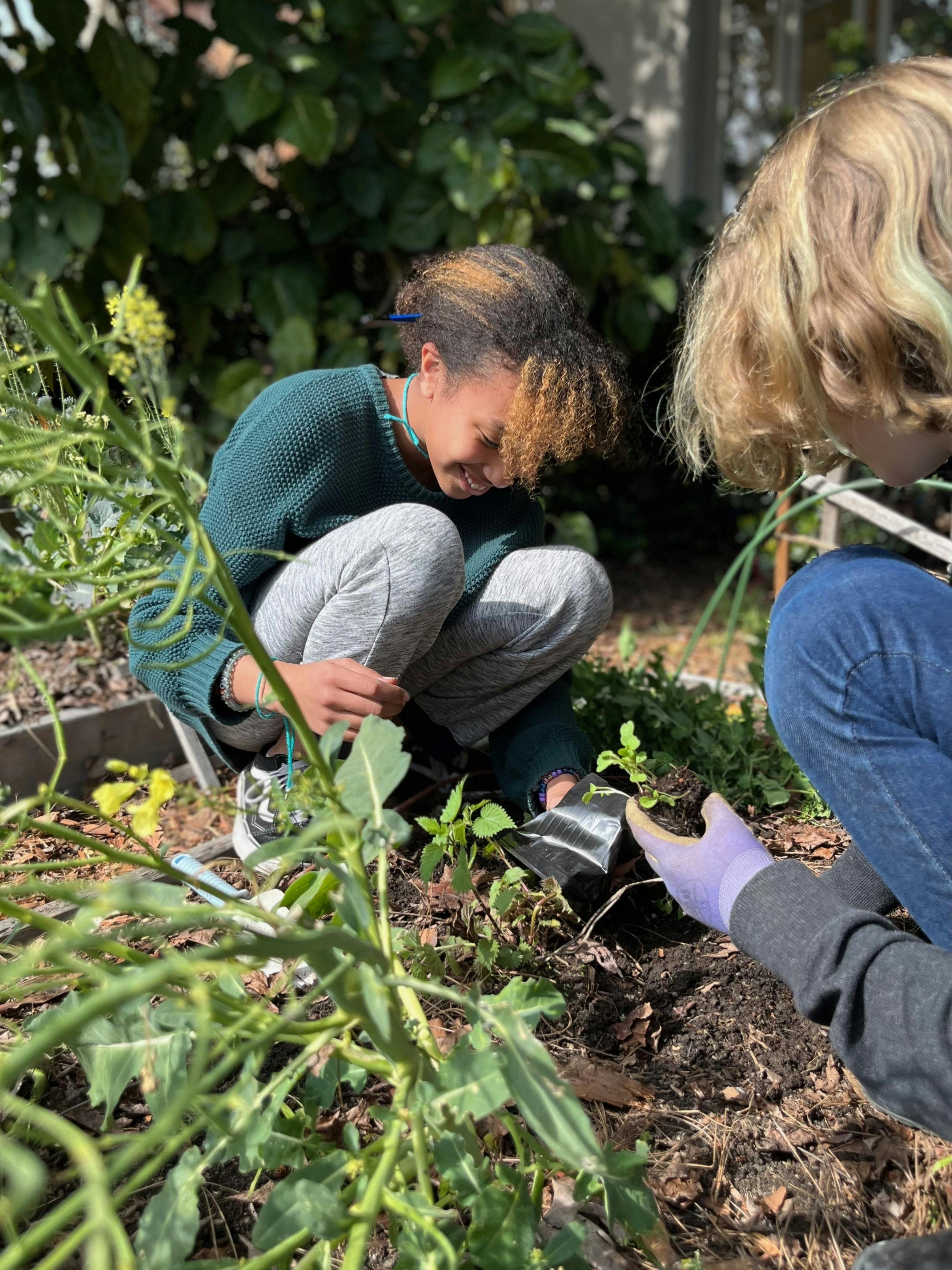 Two people planting a small plant in the ground