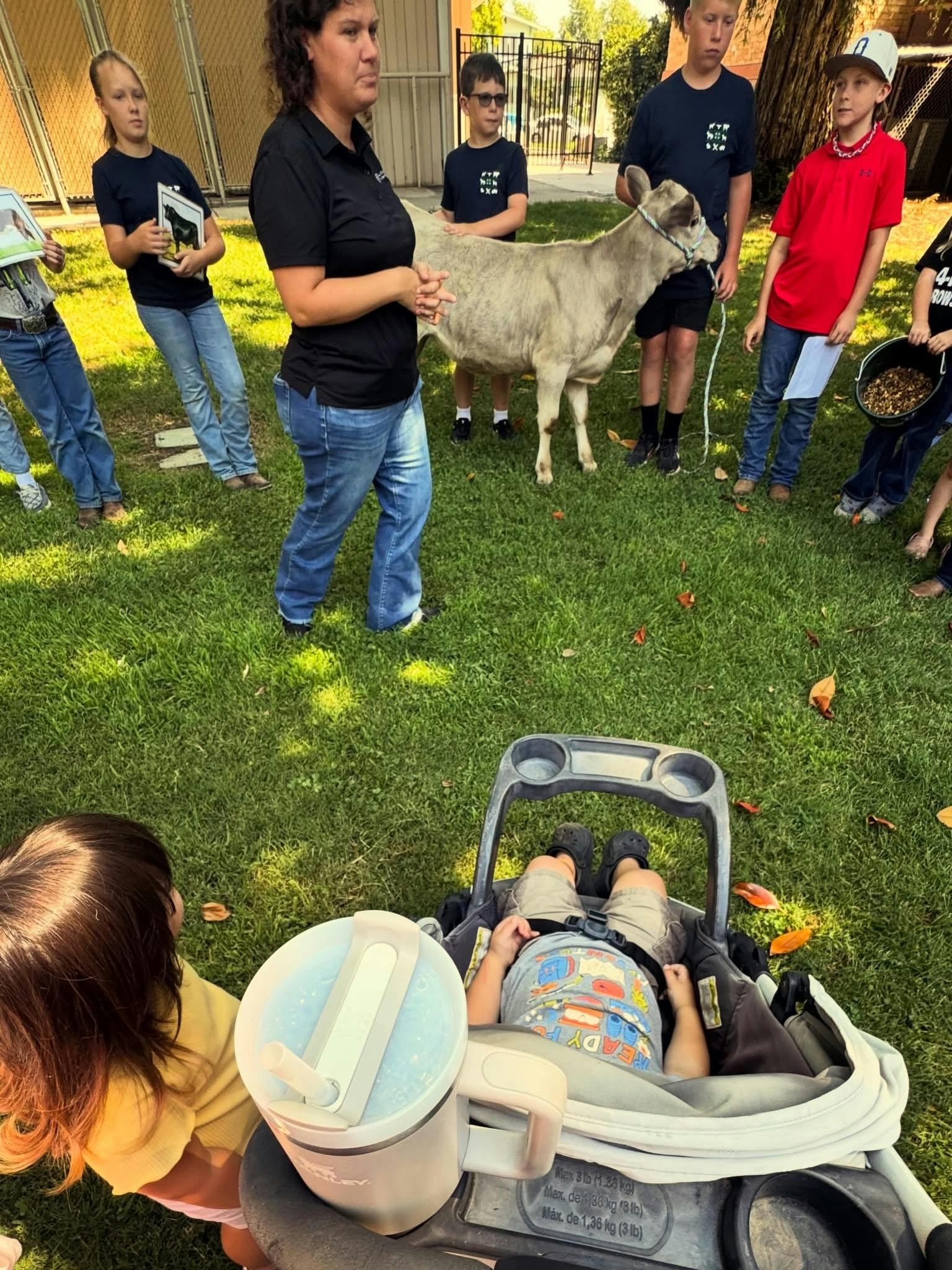 Group of people standing in grass with a calf on a lead
