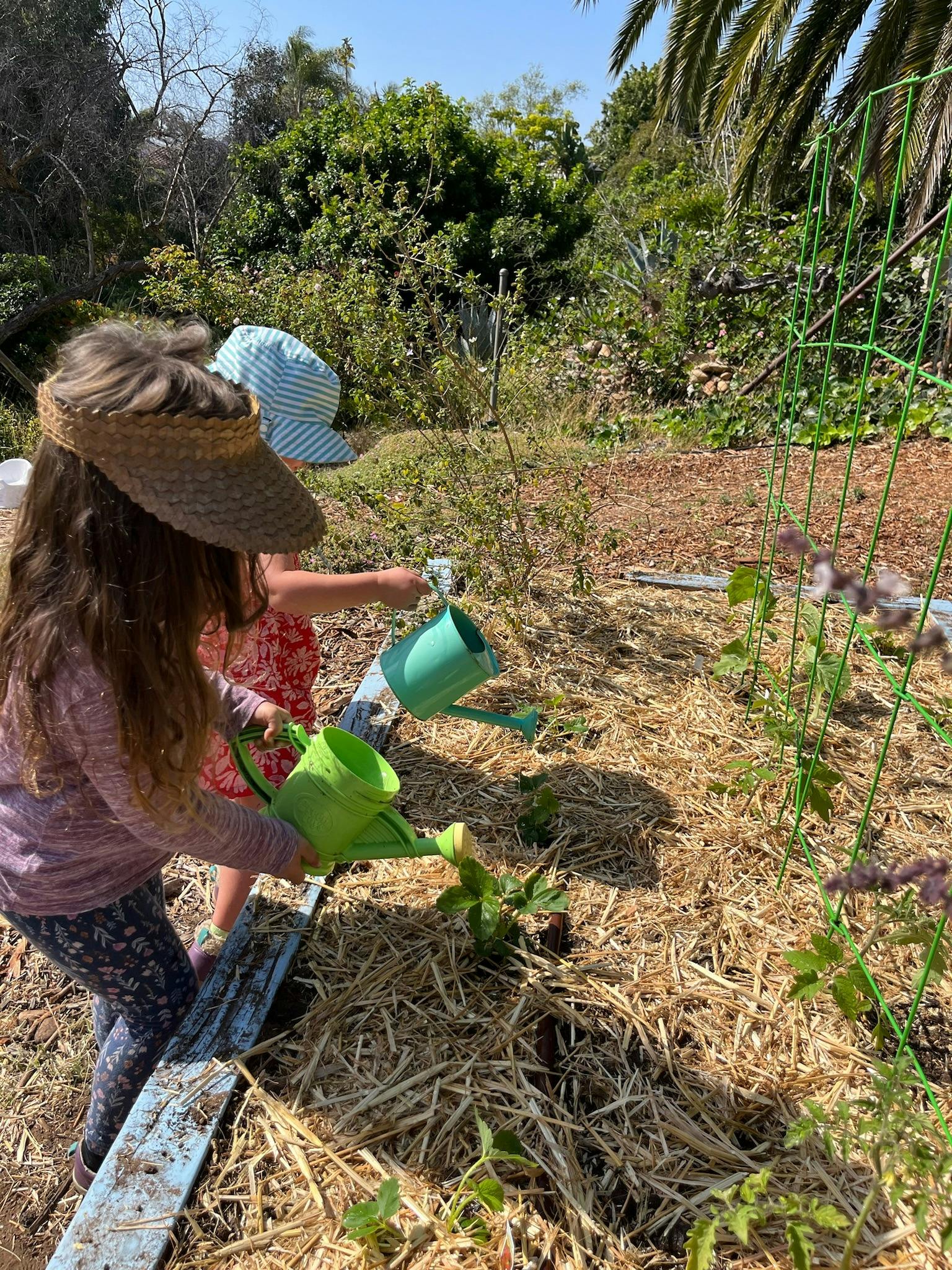 Two children watering plants in a garden with straw ground cover