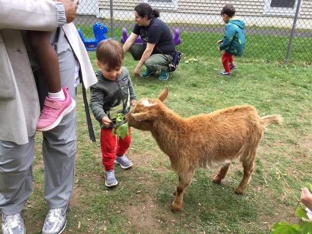 Child feeding a goat a leaf