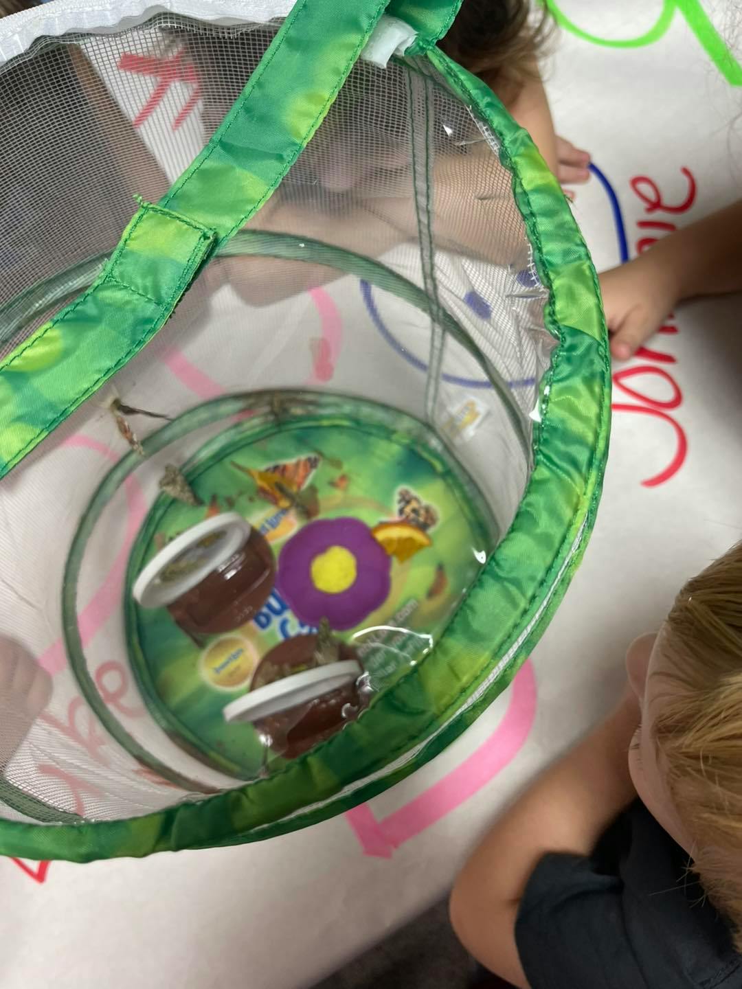 Child looking at a butterfly habitat with food cups inside
