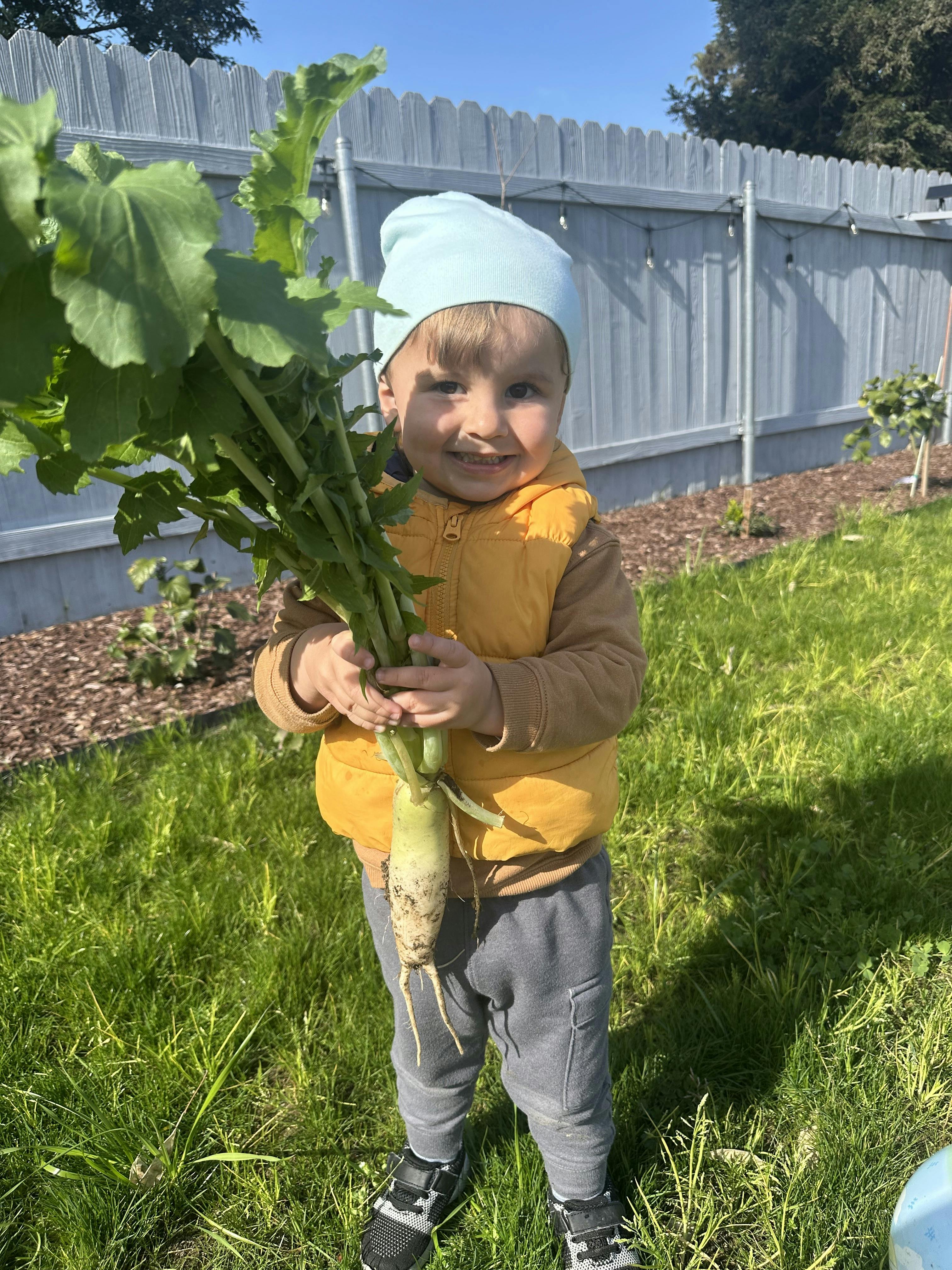 Child holding a large harvested radish in a backyard